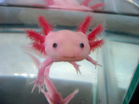 سمكة السمندل Axolotl-mexican-04