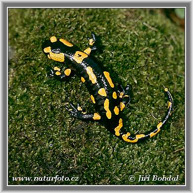 حيوان السلمندر Fire-salamander-26051