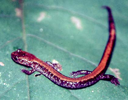 للمعلومات وصور الحيونات البرية والبحرية Redbacked_salamander1