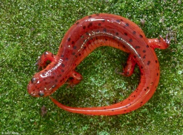 حيوان السلمندر Salamander