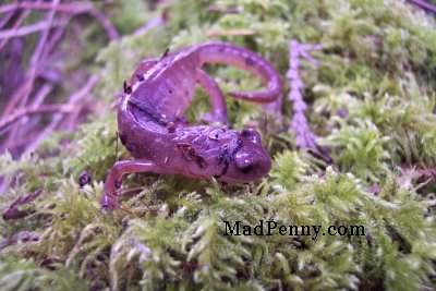 للمعلومات وصور الحيونات البرية والبحرية Salamander33