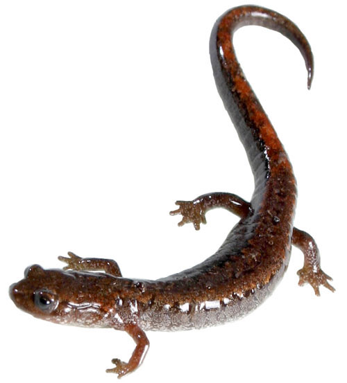حيوان السلمندر Salamanderd8a7d984d985d8a7d8a1