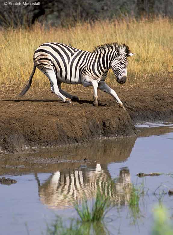 حياة البراري.. حياة البراري بالصور.. صور حيوانات.. الحياة البرية بالصور..  Zebra-mkuzi-ns01