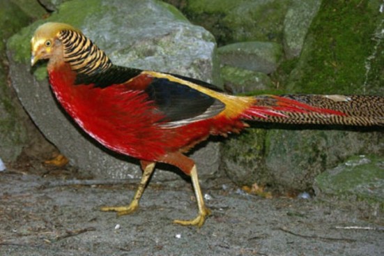 طيور غريبة وجميله..طائرالفزن..أنواع طيور الطاووس..تعرف على طائر الفزن..معلومات بالصور  154_1208308990
