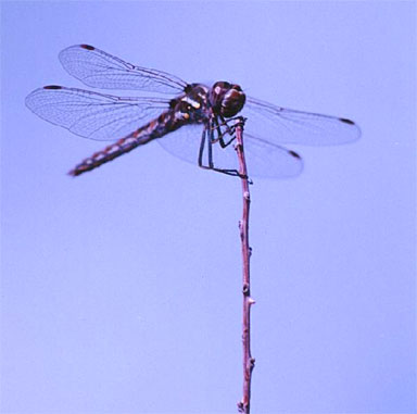      16660_dragonfly-28-7