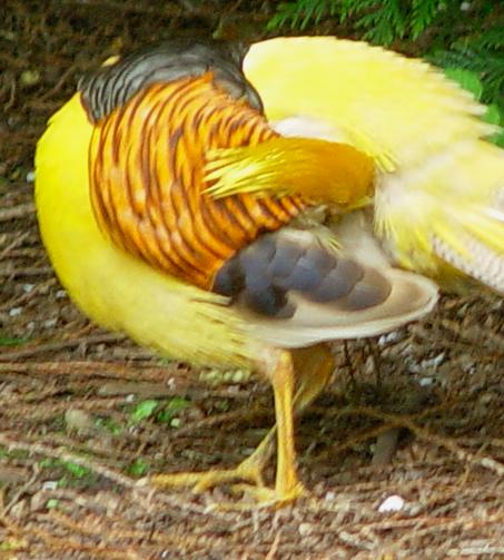 طيور غريبة وجميله..طائرالفزن..أنواع طيور الطاووس..تعرف على طائر الفزن..معلومات بالصور  Golden-pheasant-preens-0