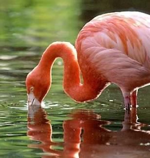 طيور الفلامنكو الوردي ... LE FLAMANT ROSE D8b4d8b4