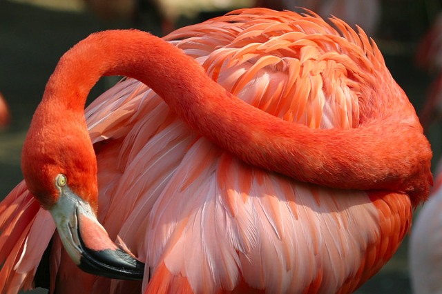 طيور الفلامنكو الوردي ... LE FLAMANT ROSE Ri4s-cc76ee62c71