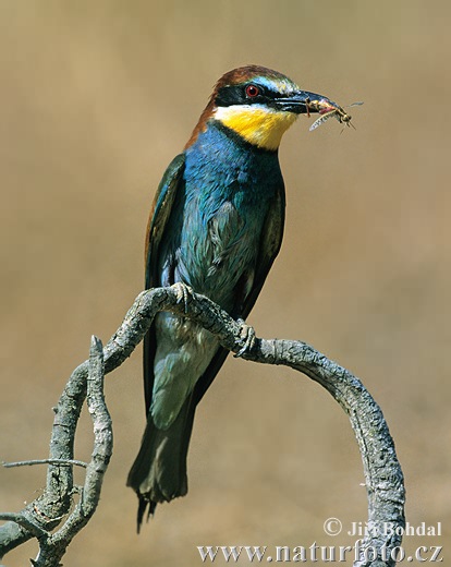 طيور اكلة النحل Bee-eater-1783