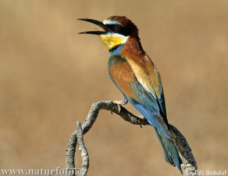 طيور اكلة النحل Bee-eater-1784