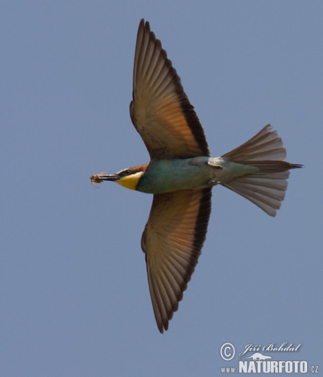 طيور اكلة النحل Bee-eater-62775