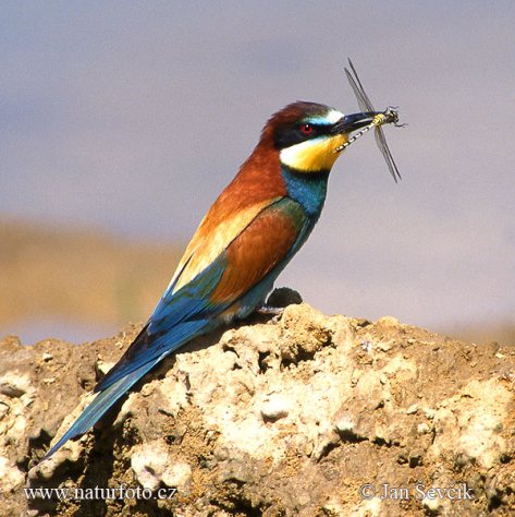 موسوعة الطيور أكلة النحل بالصور Bee-eater-vlha001