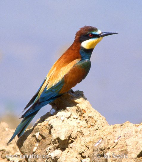 طيور اكلة النحل Bee-eater-vlha004