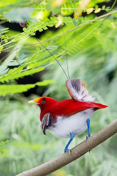 طيور.. طيور جميلة.. طائرKing Bird-of-Paradise.. صور طائر الجنة.. صور طيور..  11286