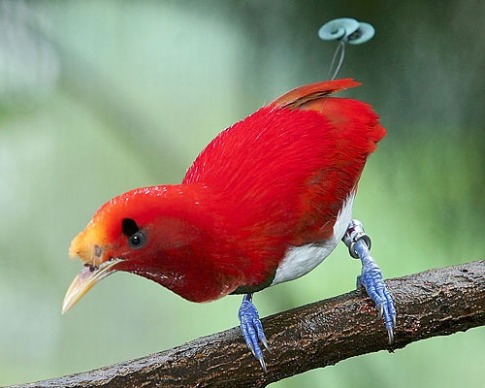طيور.. طيور جميلة.. طائرKing Bird-of-Paradise.. صور طائر الجنة.. صور طيور..  19
