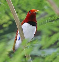 طيور.. طيور جميلة.. طائرKing Bird-of-Paradise.. صور طائر الجنة.. صور طيور..  230px-cicinnurus_regius-20031005