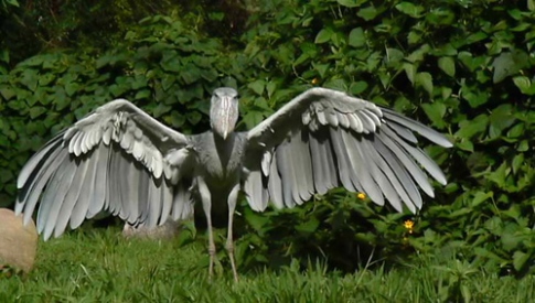 انواع طيور البجع 260-shoebill