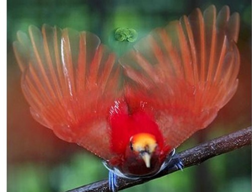 طيور.. طيور جميلة.. طائرKing Bird-of-Paradise.. صور طائر الجنة.. صور طيور..  39