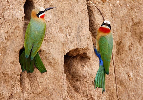 طيور اكلة النحل 443-white-fr-bee-eater-e00022-25