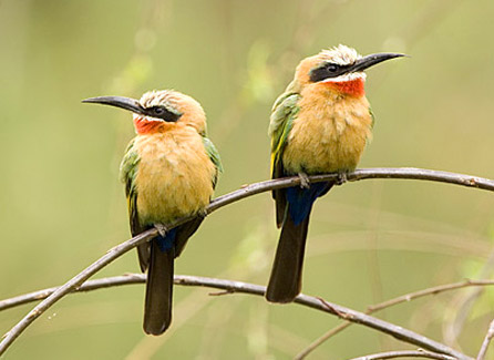طيور اكلة النحل 443-white-fronted-bee-eater-wt03219