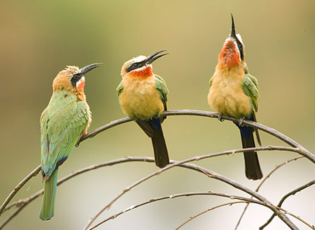 موسوعة الطيور أكلة النحل بالصور 443-white-fronted-bee-eater