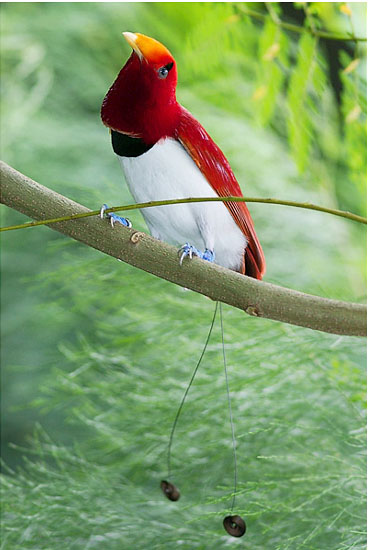 طيور.. طيور جميلة.. طائرKing Bird-of-Paradise.. صور طائر الجنة.. صور طيور..  55