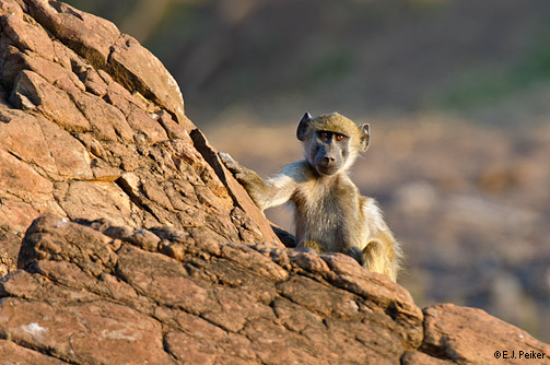 القرود والطبيعة Bot_baboon02