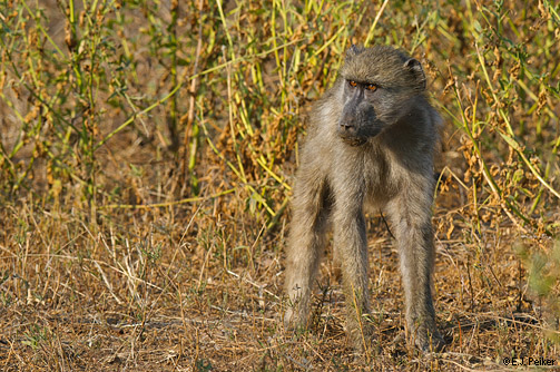 القرود والطبيعة Bot_baboon03