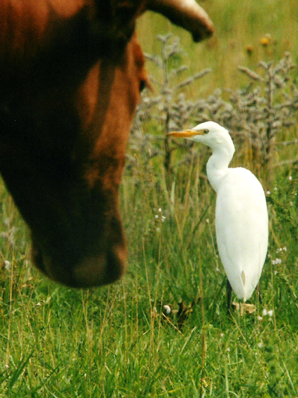 cattle-egret-mas-de-