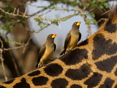  طائر الاوكسبيكر Charles-sleicher-yellow-billed-oxpeckers-on-the-back-of-a-giraffe-tanzania