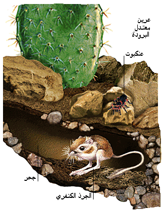 حيوانات الصحراء. .. Image299