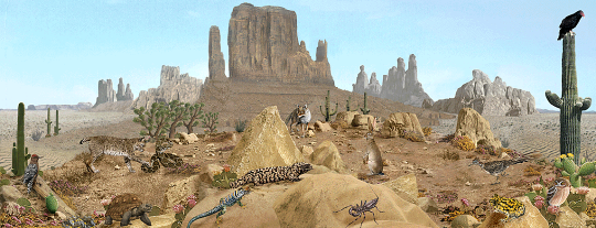 نظرة الى حياة  الحيوان فى الصحراء Image301