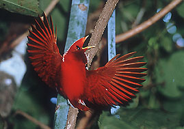 طيور.. طيور جميلة.. طائرKing Bird-of-Paradise.. صور طائر الجنة.. صور طيور..  Koenigsp2