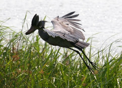 انواع طيور البجع The-shoebill