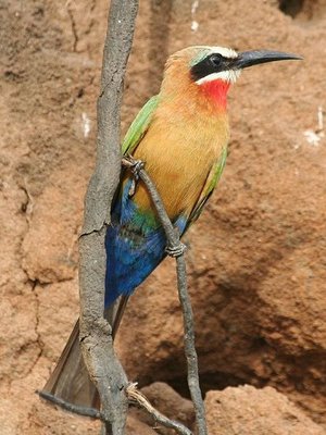 طيور اكلة النحل White-fronted-bee-eater