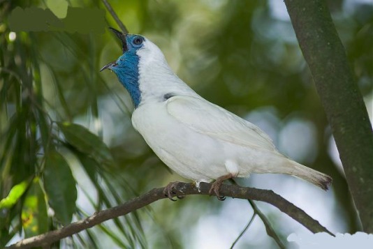 طائر النّاقوس Bare-throated-bellbird-calling-from-perch