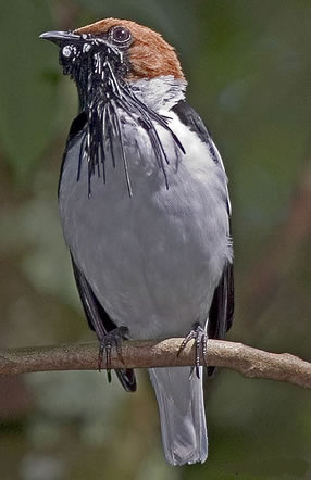 طائر النّاقوس Beardedbellbird