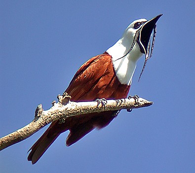 طائر النّاقوس Bellbird1
