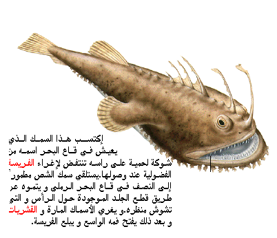 الاسماك العظمية  اسماك المياه الباردة D8a7d8a8d988-d8b4d8b5