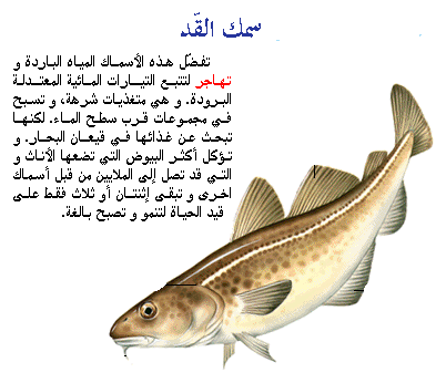 الاسماك العظمية  اسماك المياه الباردة D8a7d984d982d8af
