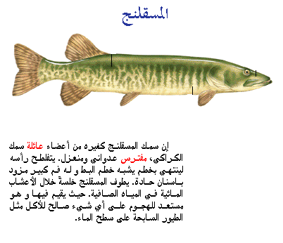 الاسماك العظمية  اسماك المياه الباردة D8a7d984d985d8b3d982d984d986d8ac