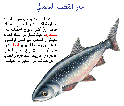 الاسماك العظمية  اسماك المياه الباردة D8b4d8a7d8b1-d8a7d984d982d8b7d8a8