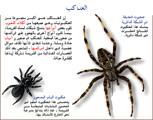 علاج التسمم من لدغات العناكب وانواعها Image3052