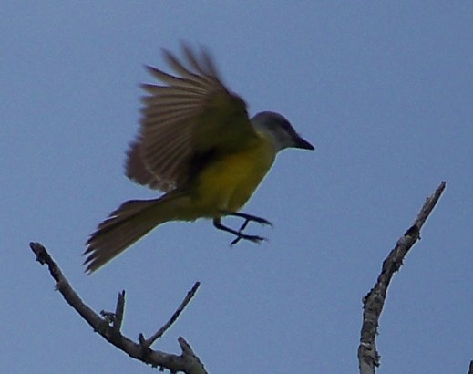 انواع العصافير الصفراء Tropical-kingbird