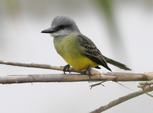  صور طيور صفراء 2014 Tropical-kingbird3448