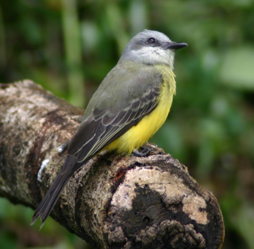 انواع العصافير الصفراء Tropicalkingbird