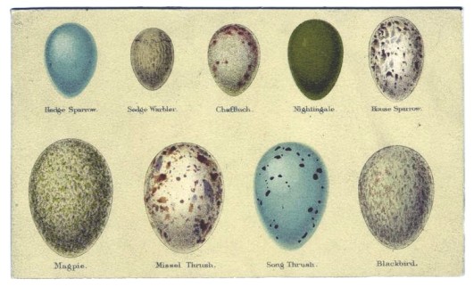 بيوض الطيور.. أنواع بيوض الطيور.. أشكال بيوض الطيور.. تعرف على أشكال بيوض لطيور..  Animal-bird-eggs-2