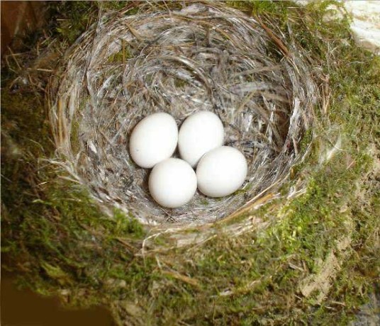 بيوض الطيور.. أنواع بيوض الطيور.. أشكال بيوض الطيور.. تعرف على أشكال بيوض لطيور..  Bird-eggs