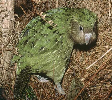 ببغاء الكاكابو Kakapo44