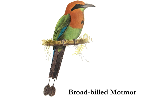 موسوعة الطيور أكلة النحل بالصور Broad_billed_motmot1